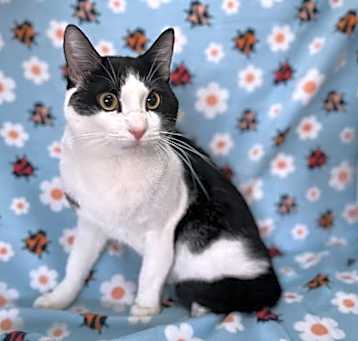 Photo of Houdini, the Chunky Escape Artist Extraordinaire!