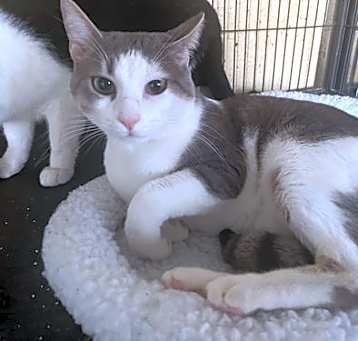 Photo of Blaine, the Master of Meows and Head Scratches!
