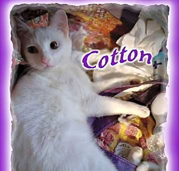 Photo of *Cotton