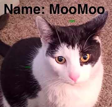 Photo of Moo Moo
