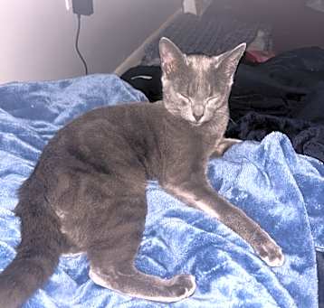 Photo of Roy