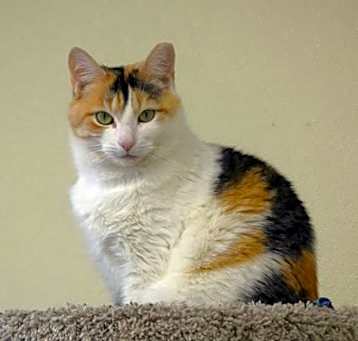 Photo of Sweet Caroline