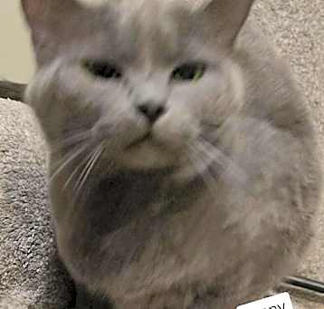 Photo of Penny