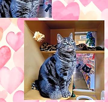 Photo of Adobo - foster urgently needed