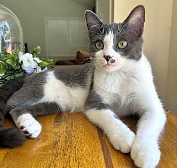 Photo of RIZZO - Bonded with Toto