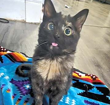 Photo of Blossom