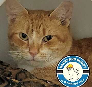 Photo of Pumpkin