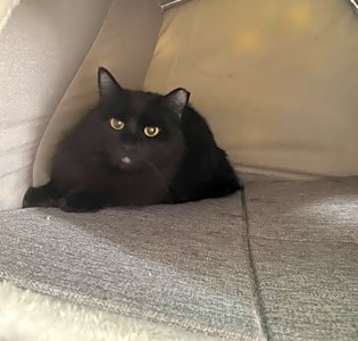 Photo of Minerva