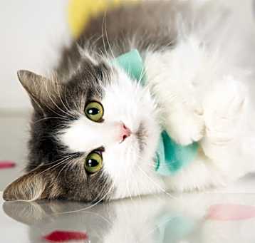 Photo of Sawyer