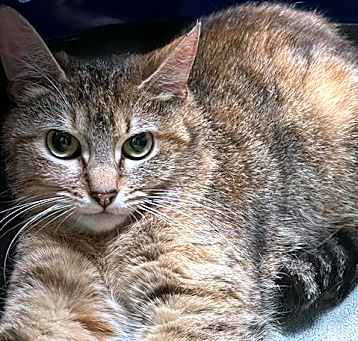 Photo of AMBER