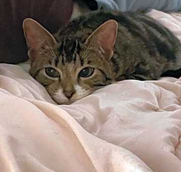 Photo of Churro