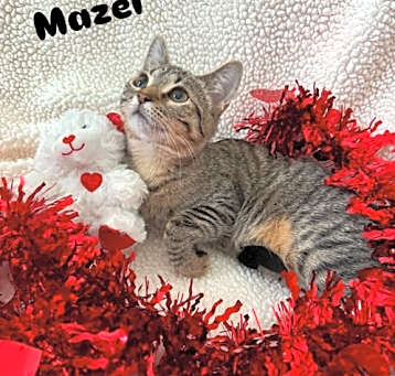 Photo of Mazel