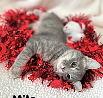 Photo of Milo