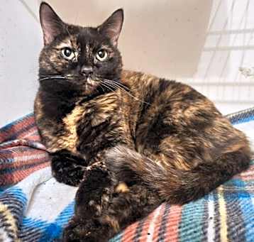 Photo of Sassy Libby
