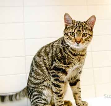 Photo of Surty