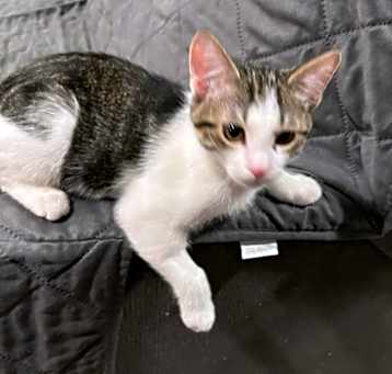 Photo of Jet