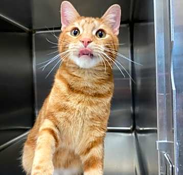 Photo of Cinnamon