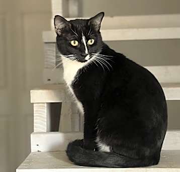 Photo of Picasso