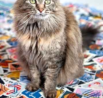 Photo of Misty