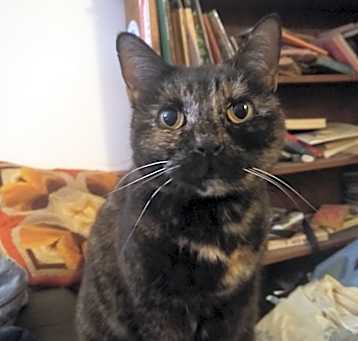 Photo of Pepper
