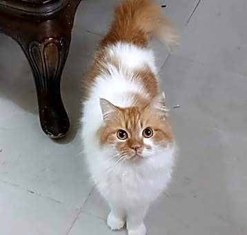 Photo of Soska
