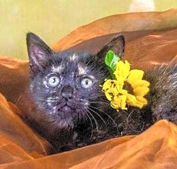 Photo of Clove