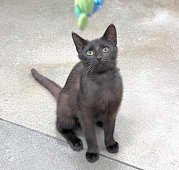 Photo of Sweetie (FCID# 01/15/2025 - 19) C