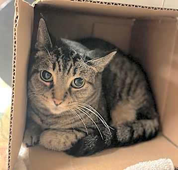 Photo of Munchie-I'm in a foster home-ask to visit me!