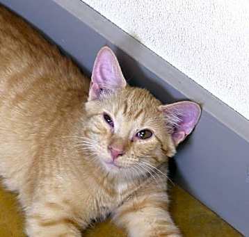Photo of Phobo