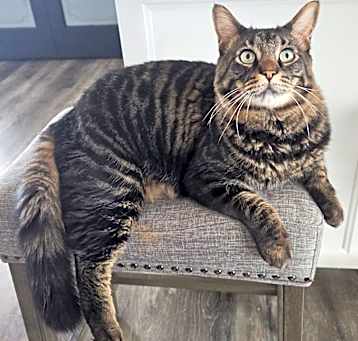 Photo of Maverick