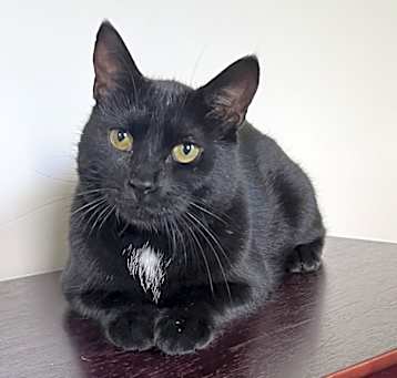 Photo of Chickpea
