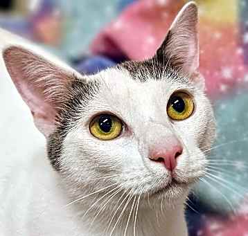 Photo of George - PetSmart