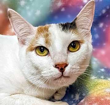 Photo of Cookie- RC PetSmart