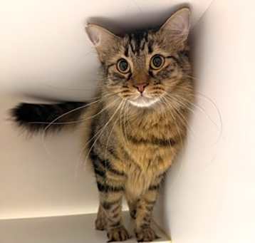 Photo of Smokey