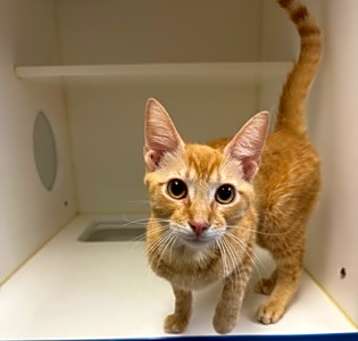 Photo of Garfield