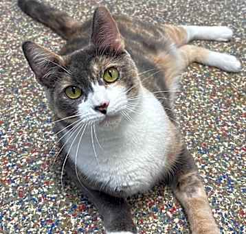 Photo of Rosaline