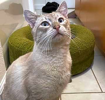Photo of Romeo