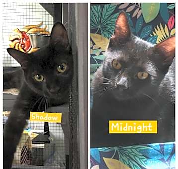 Photo of Shadow & Midnight