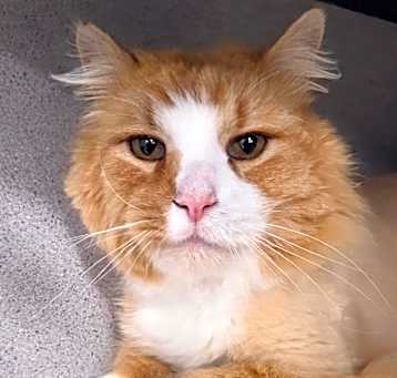 Photo of Benson