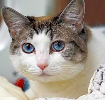 Photo of Stella