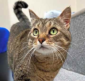 Photo of Olive