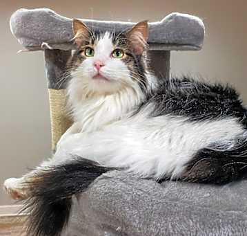 Photo of Fuzzball