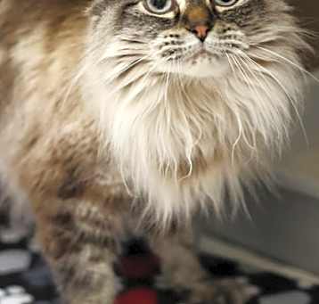 Photo of Coco