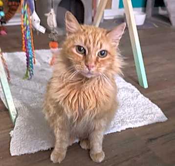 Photo of Goldie