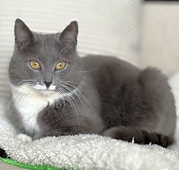 Photo of Mittens