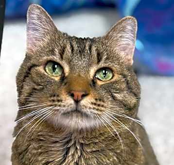 Photo of Gizmo