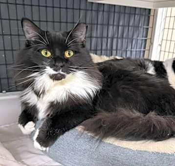 Photo of Blaire [Bonded to Milton]