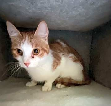 Photo of Kiki