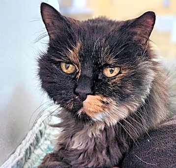 Photo of COOKIE