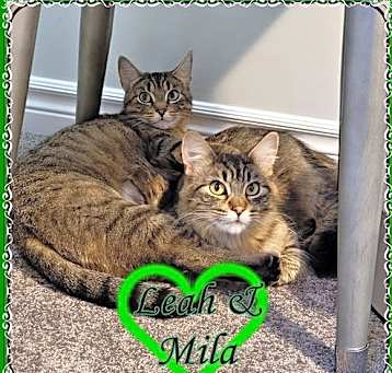 Photo of LEAH & MILA BONDED MOM & DAUGHTER